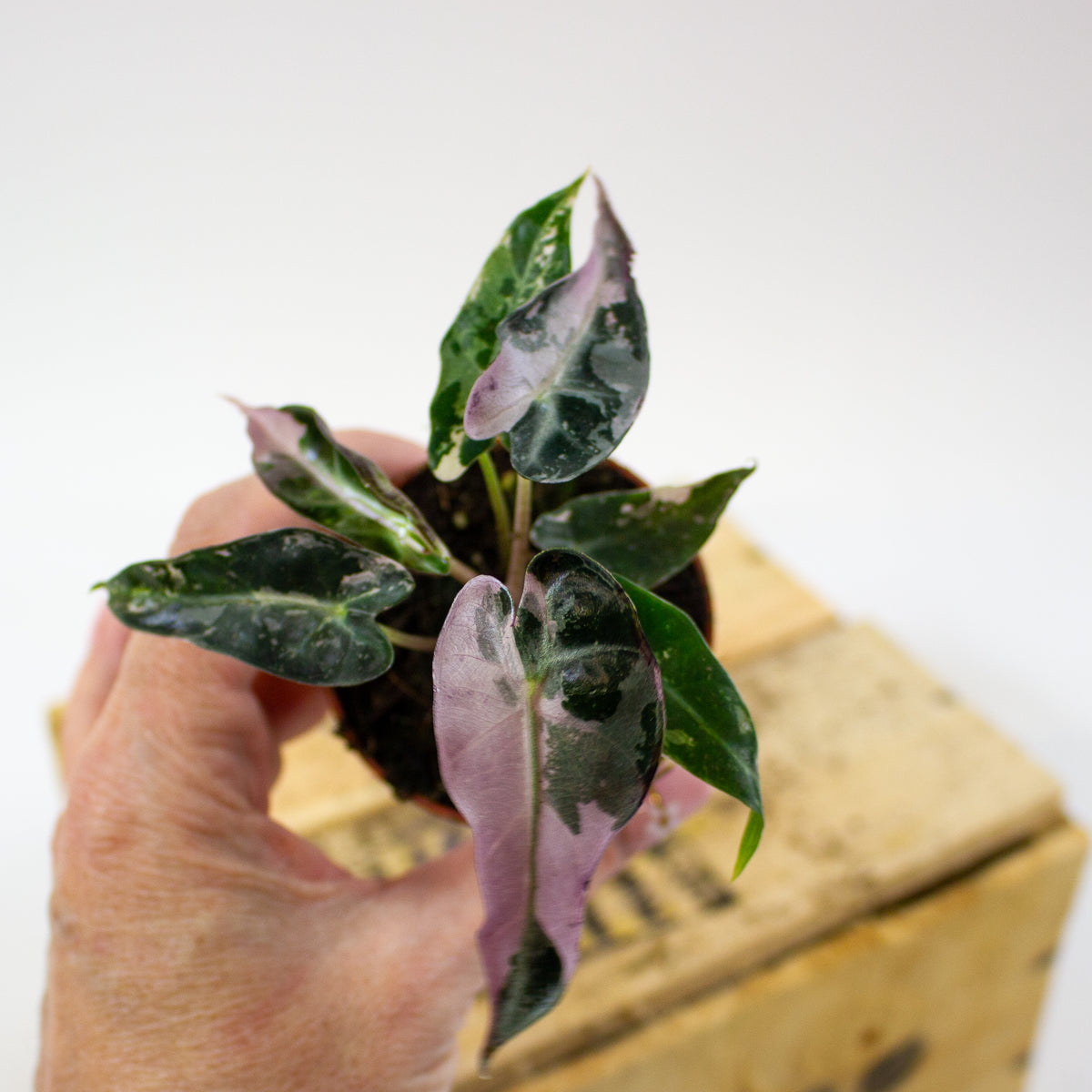 Alocasia 'Bambino Variegata'