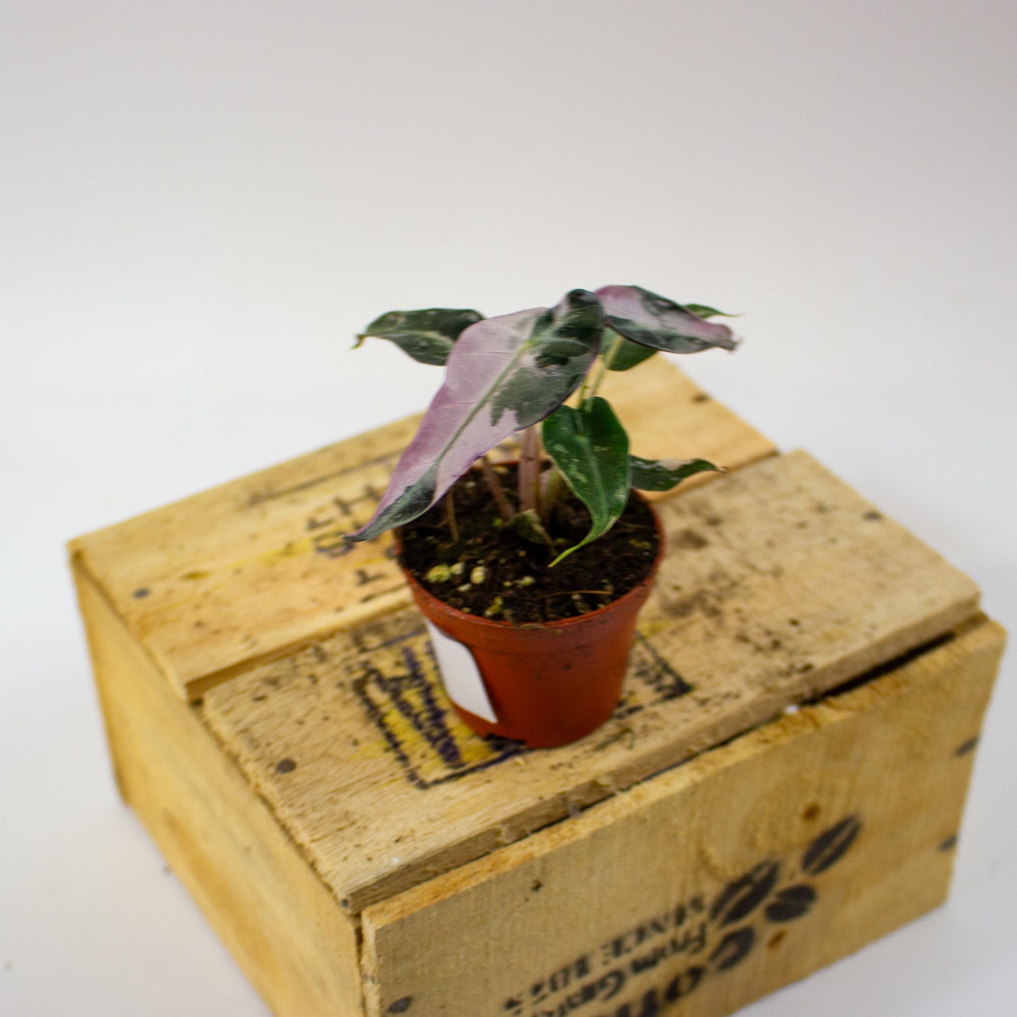 Alocasia Bambino Variegata  6cm H10cm