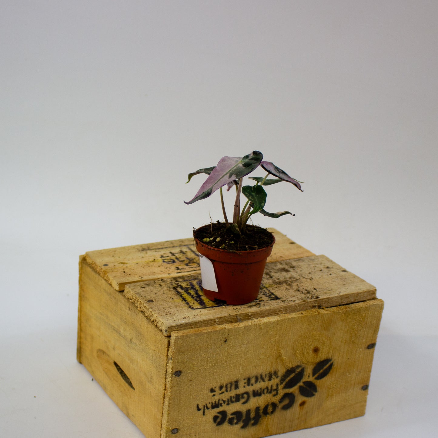 Alocasia Bambino Variegata  6cm H10cm