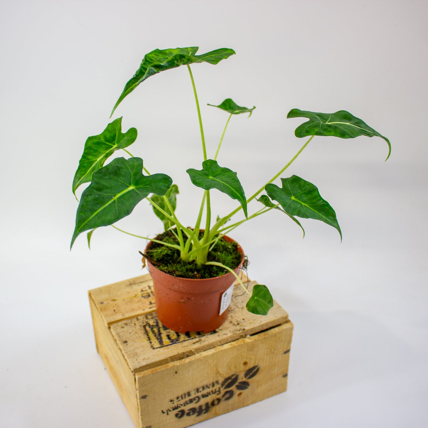 Alocasia Frydek Tattoo  10.5cm H15cm