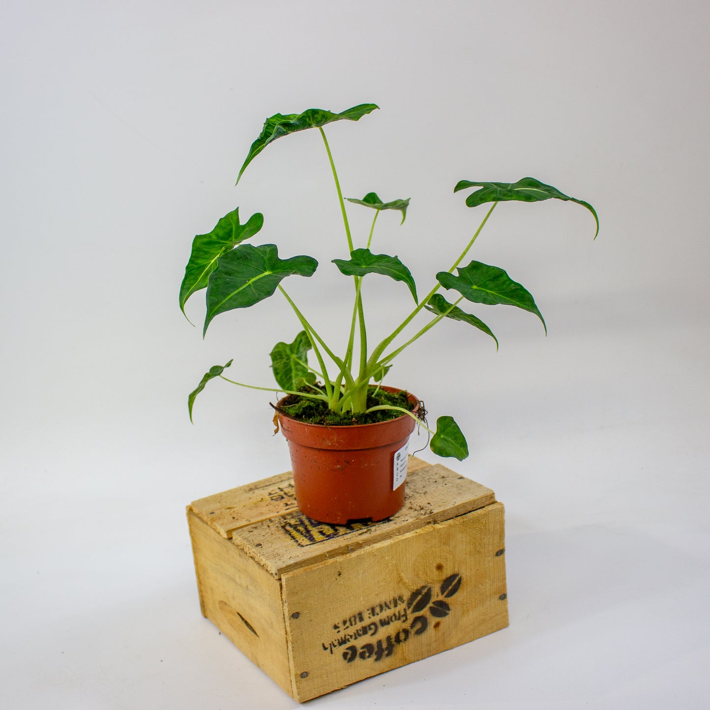 Alocasia Frydek Tattoo  10.5cm H15cm