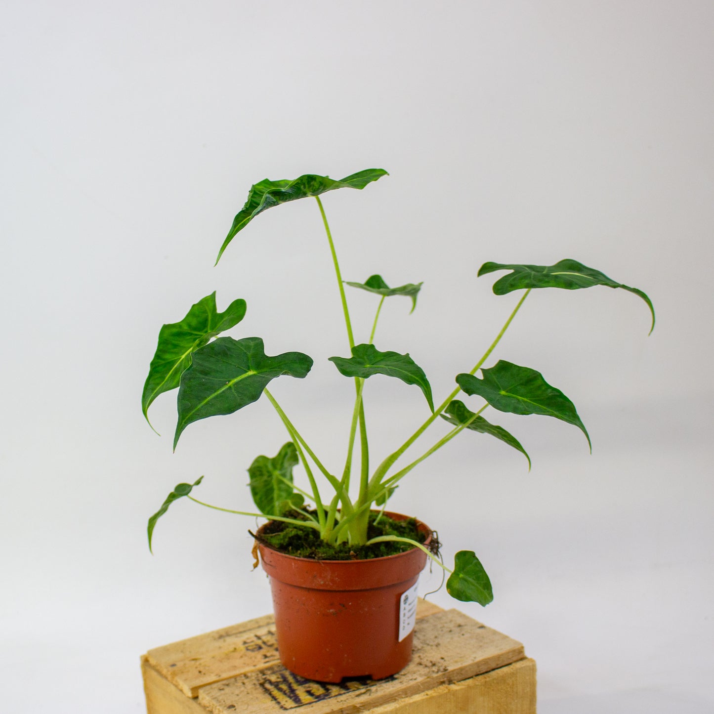 Alocasia Frydek Tattoo  10.5cm H15cm