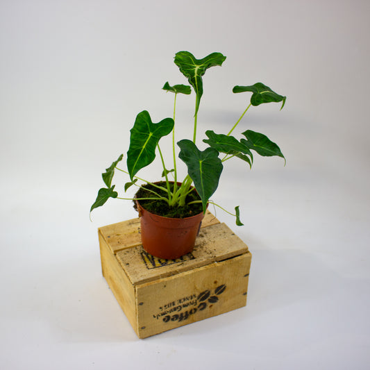 Alocasia Frydek Tattoo  10.5cm H15cm