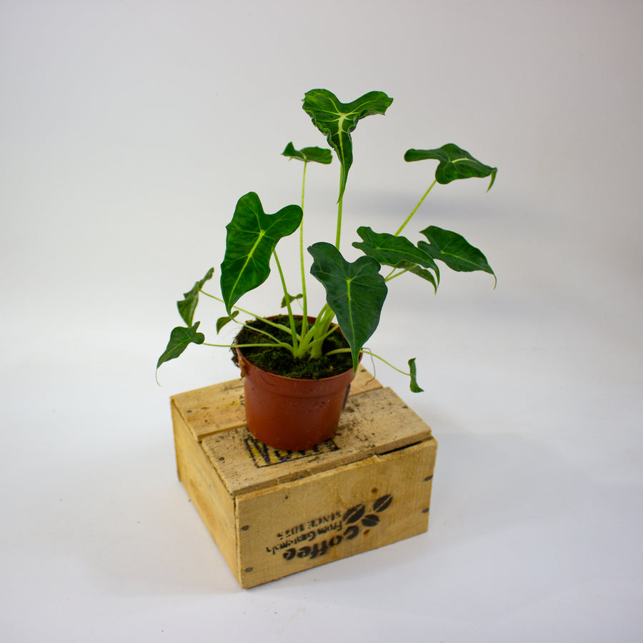 Alocasia micholitziana 'Frydek Tattoo'