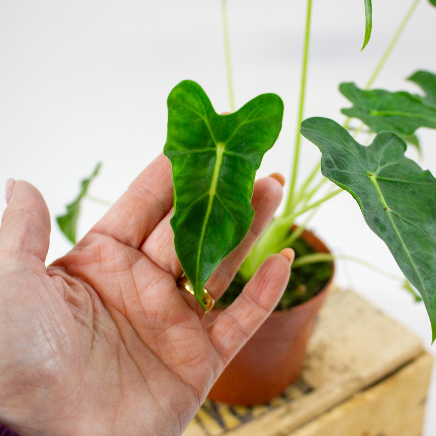 Alocasia Frydek Tattoo  10.5cm H15cm