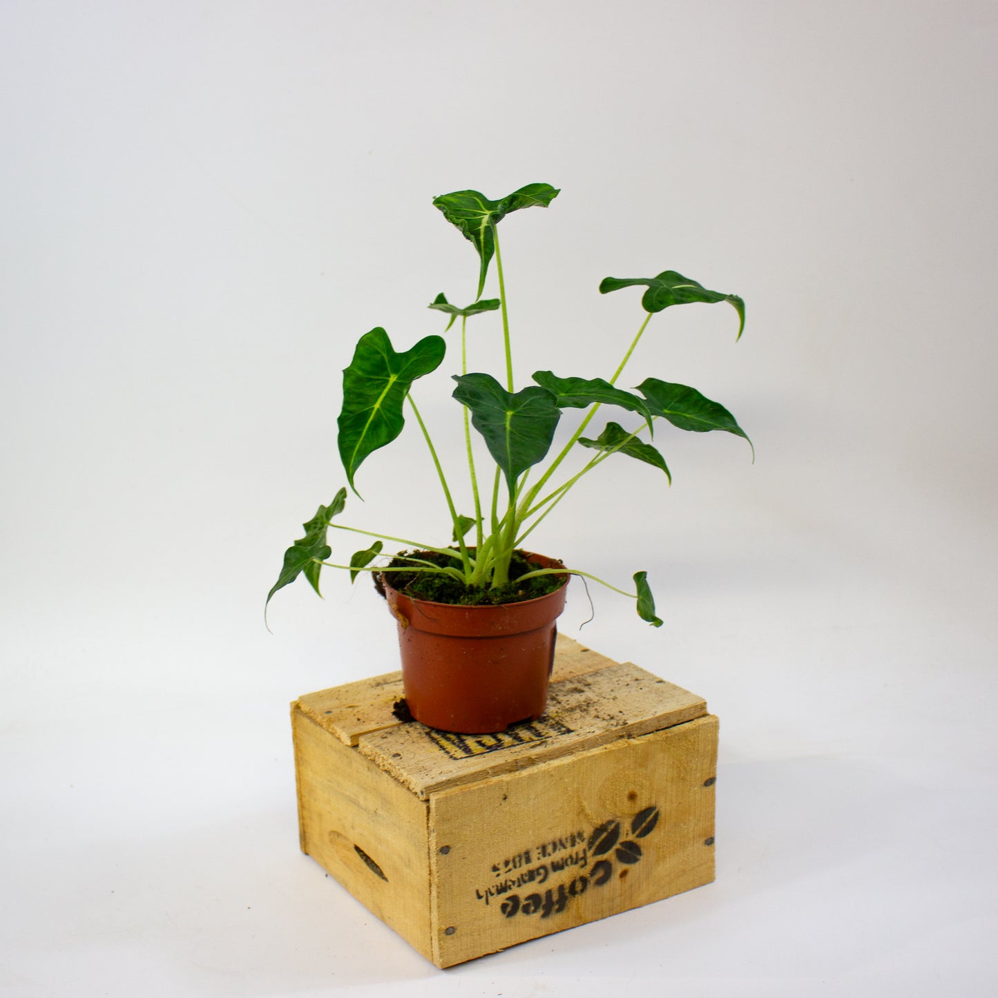 Alocasia Frydek Tattoo  10.5cm H15cm