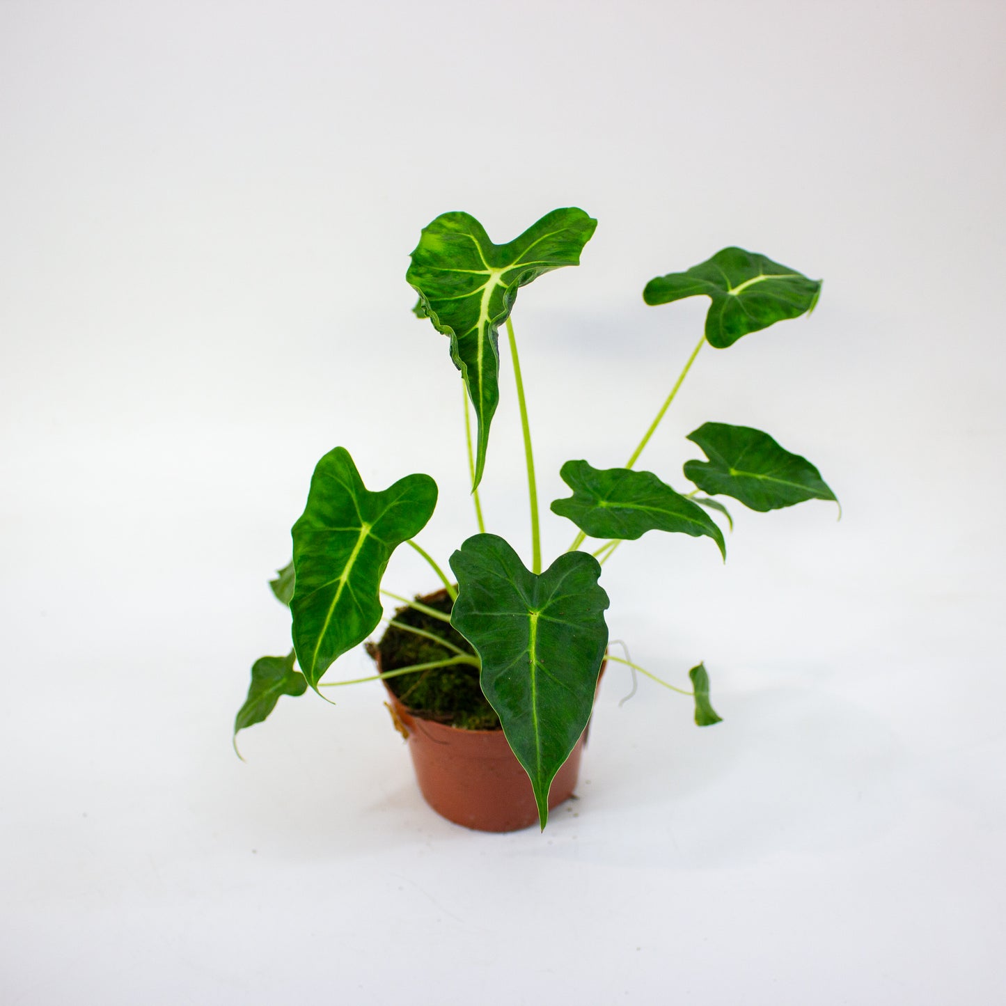Alocasia Frydek Tattoo  10.5cm H15cm