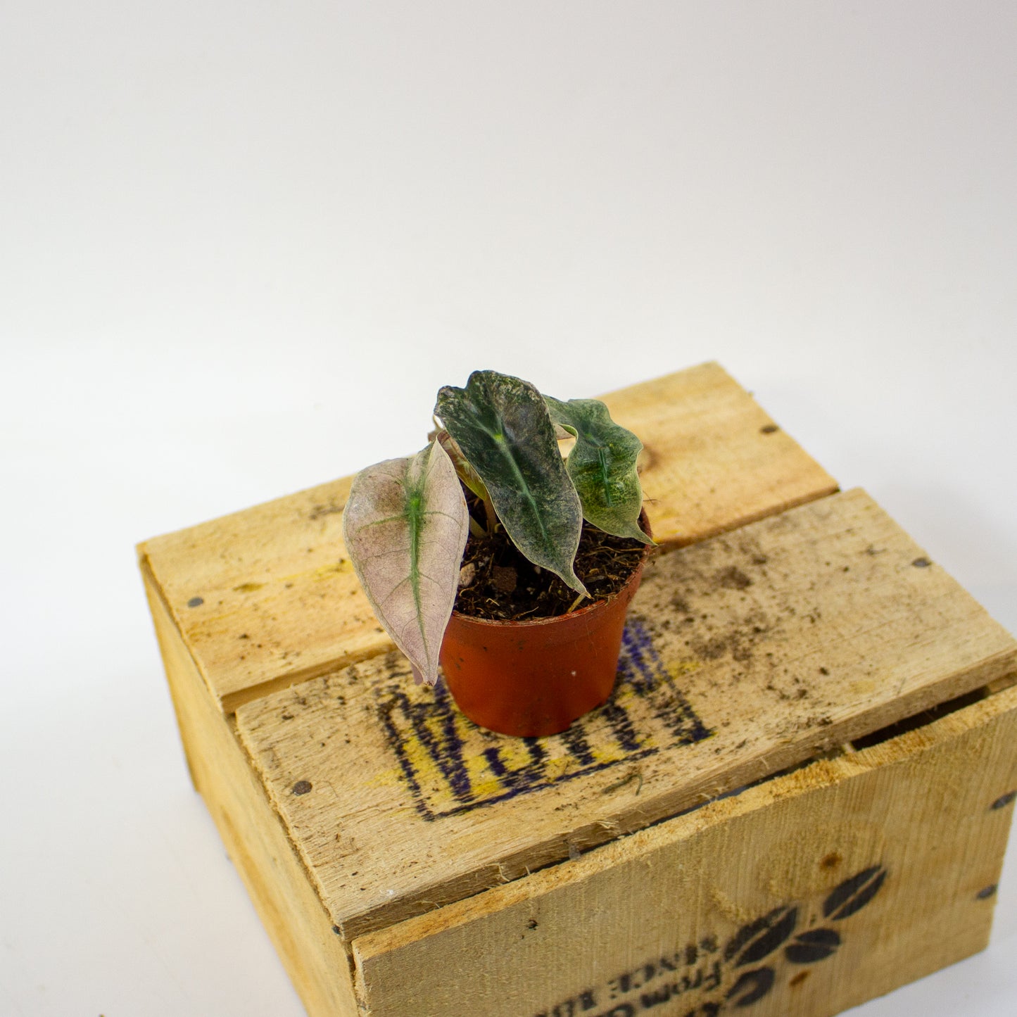 Alocasia Polly Variegata  6cm H10cm