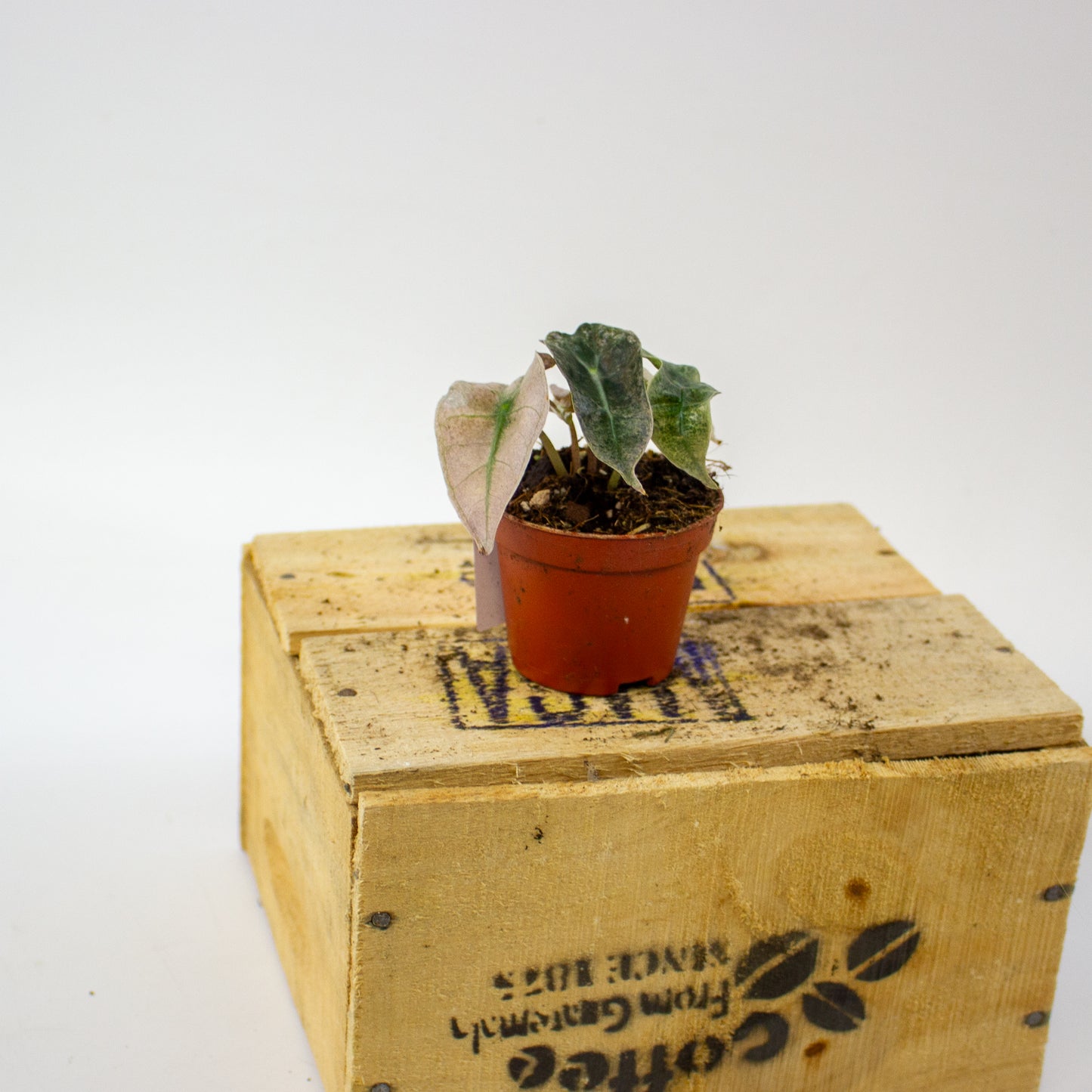 Alocasia Polly Variegata  6cm H10cm