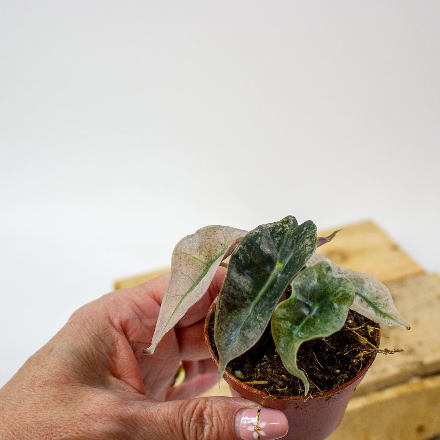 Alocasia Polly Variegata  6cm H10cm