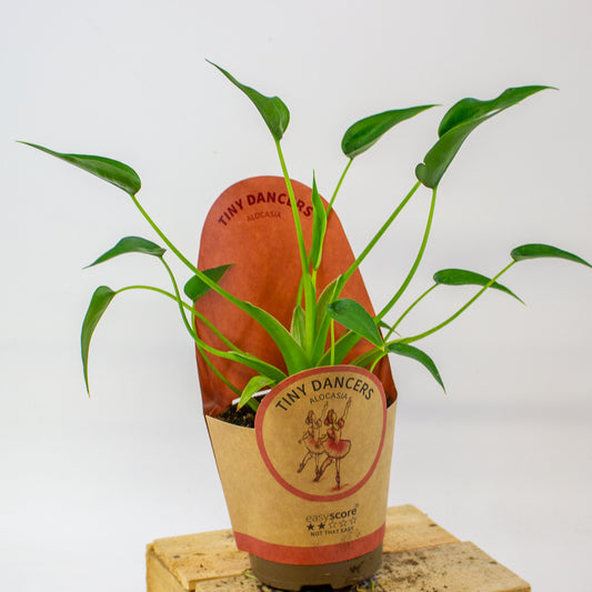 Alocasia Tiny Dancer  11cm H35cm
