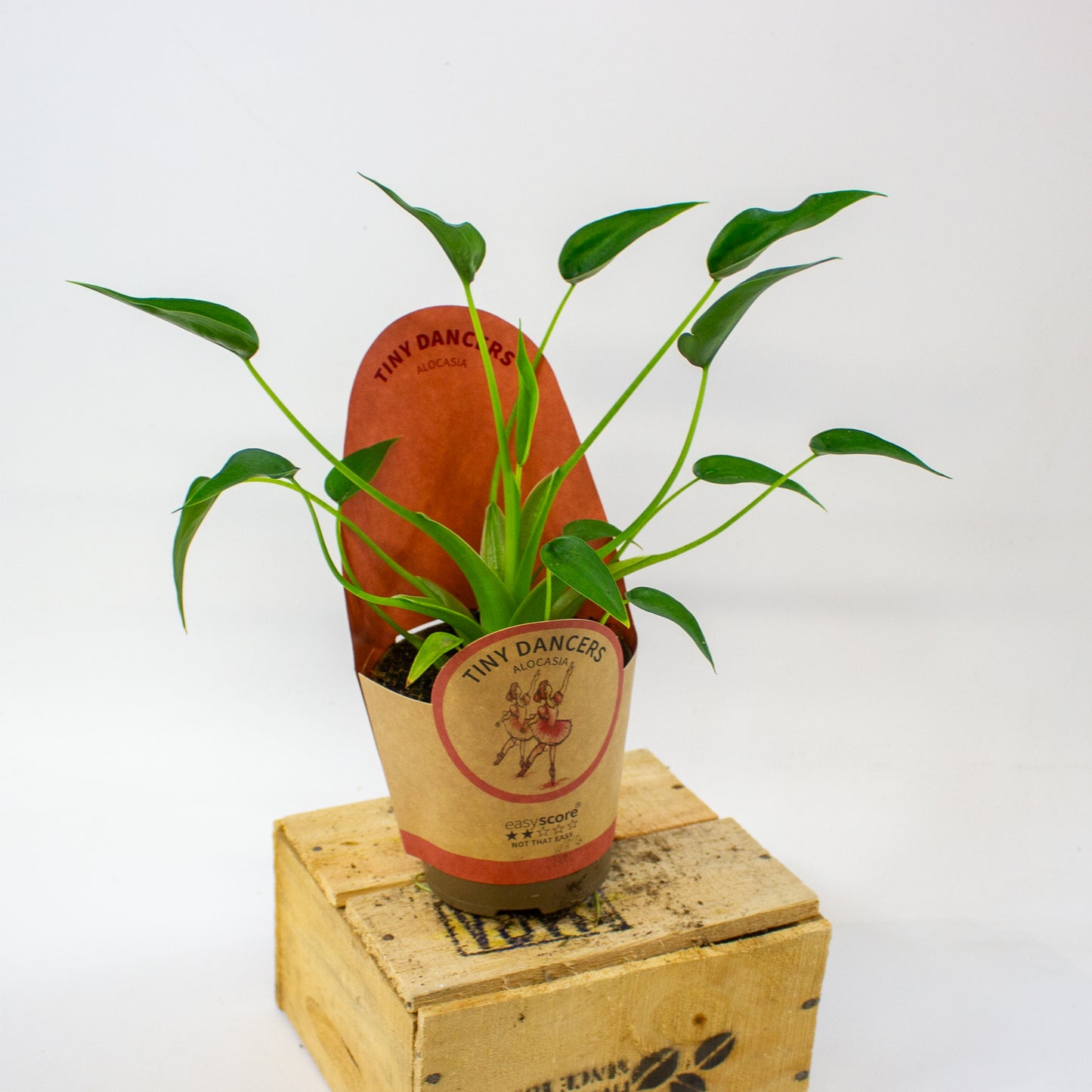 Alocasia Tiny Dancer  11cm H35cm