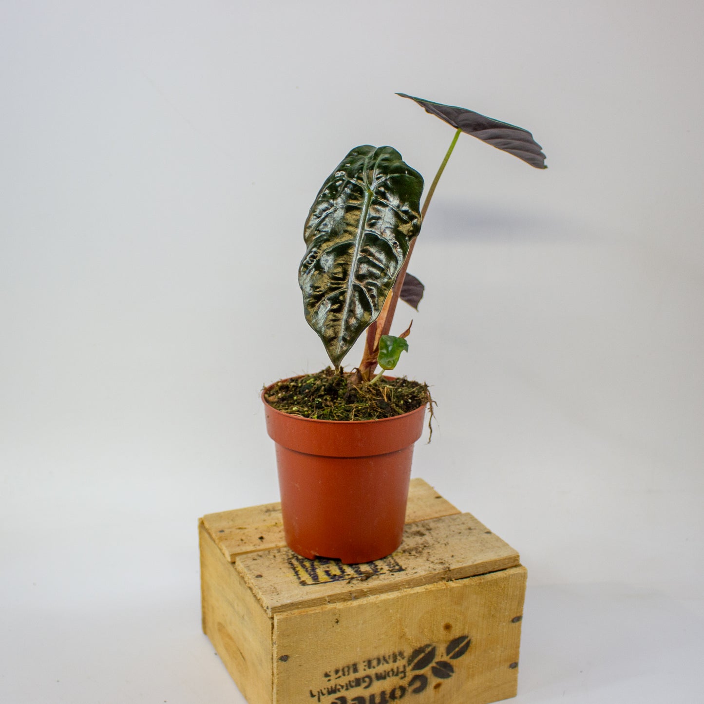 Alocasia chantrieri  12cm H35cm