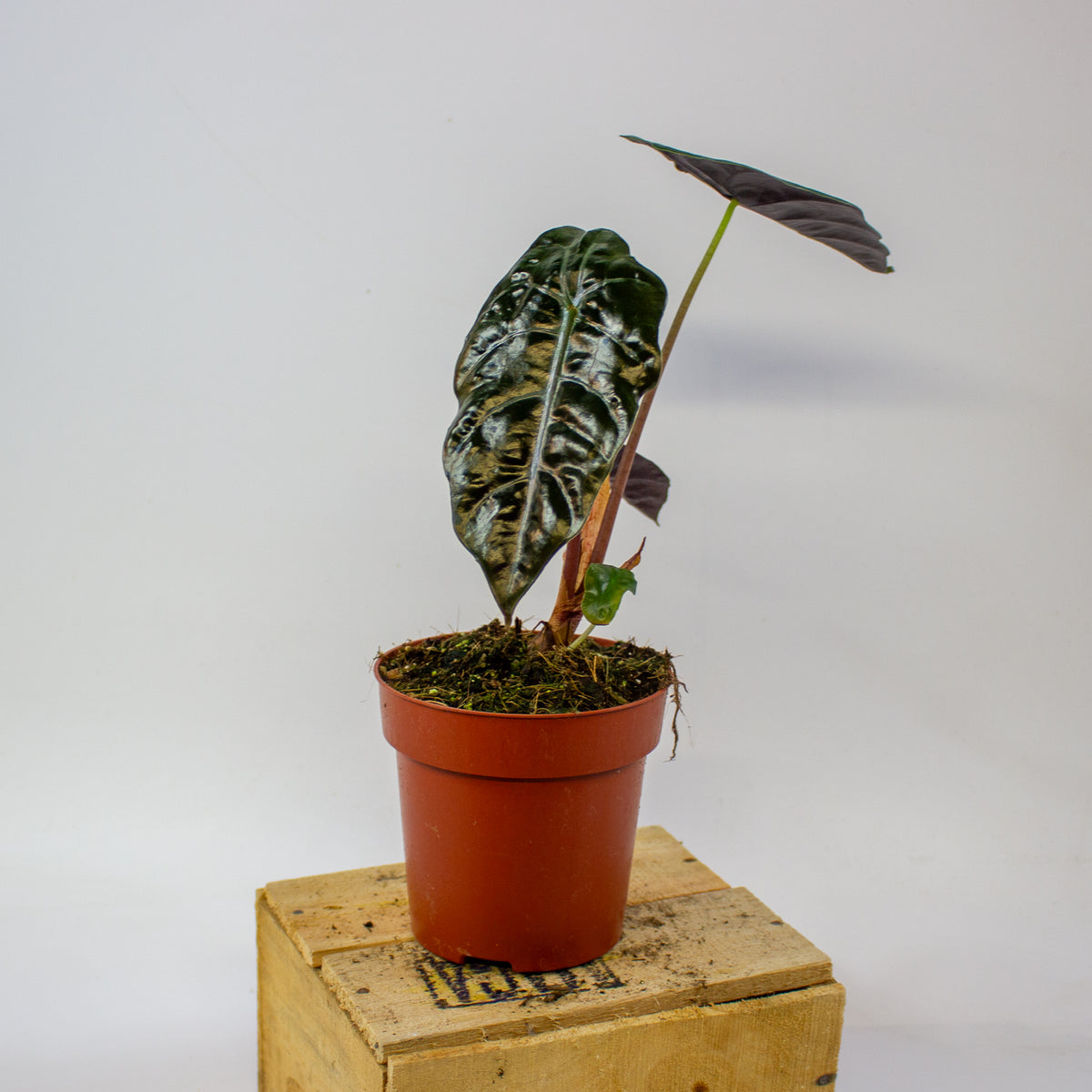Alocasia × chantrieri