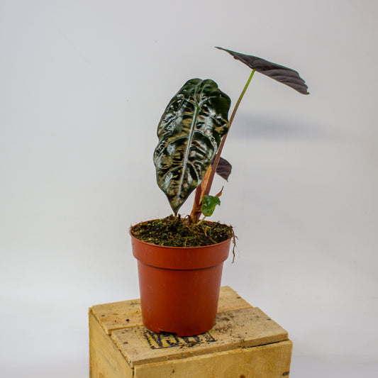 Alocasia chantrieri  12cm H35cm