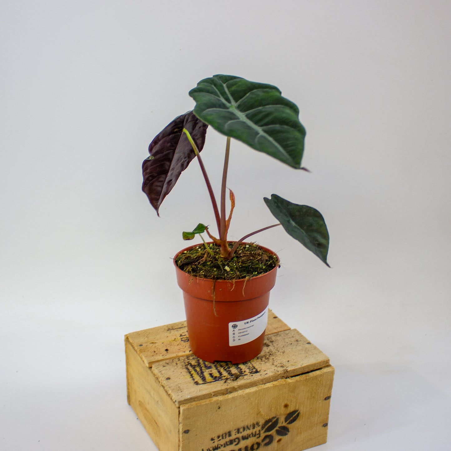 Alocasia chantrieri  12cm H35cm