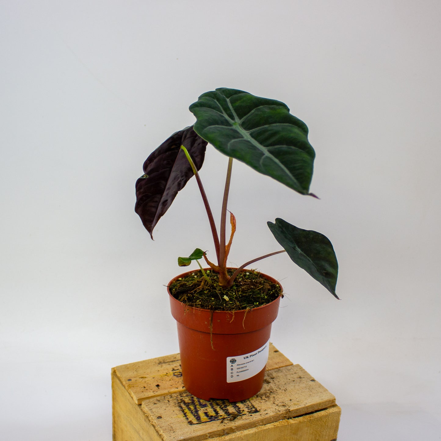 Alocasia chantrieri  12cm H35cm