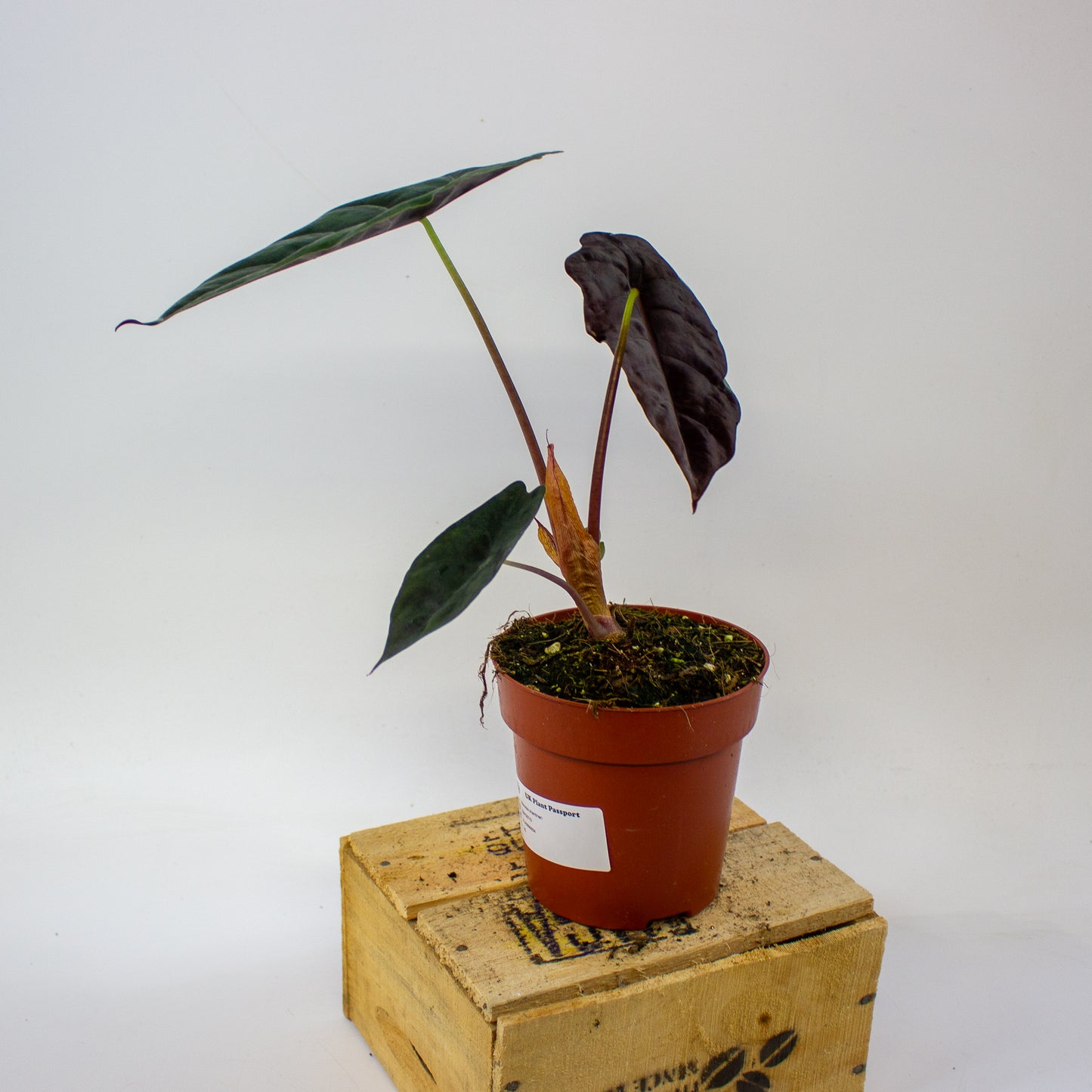 Alocasia chantrieri  12cm H35cm