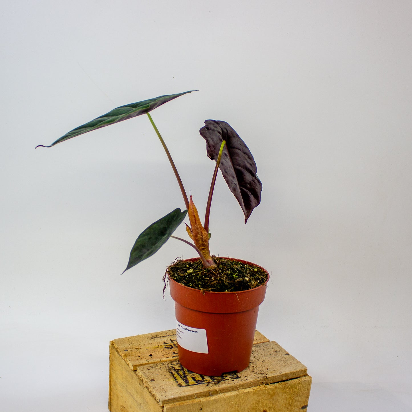 Alocasia chantrieri  12cm H35cm