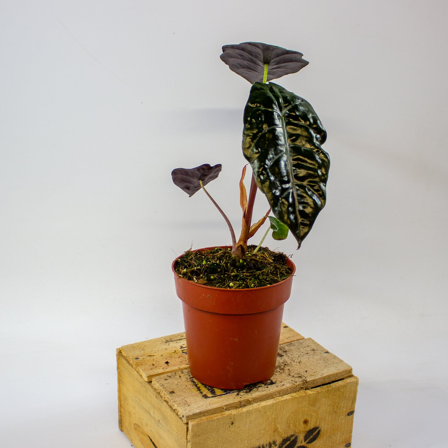 Alocasia chantrieri  12cm H35cm