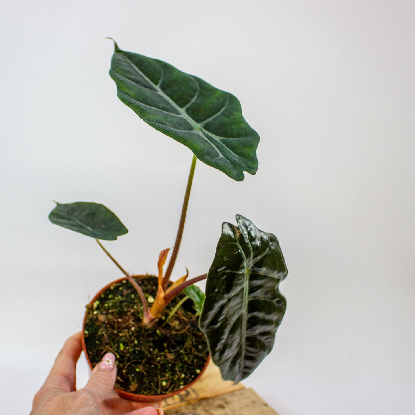 Alocasia chantrieri  12cm H35cm