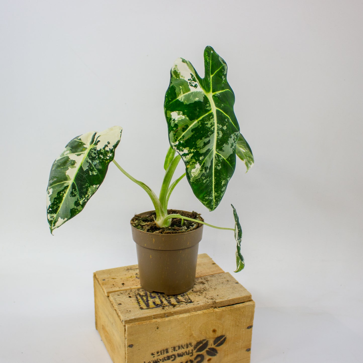 Alocasia micholitziana Frydek Variegata  11cm H25cm