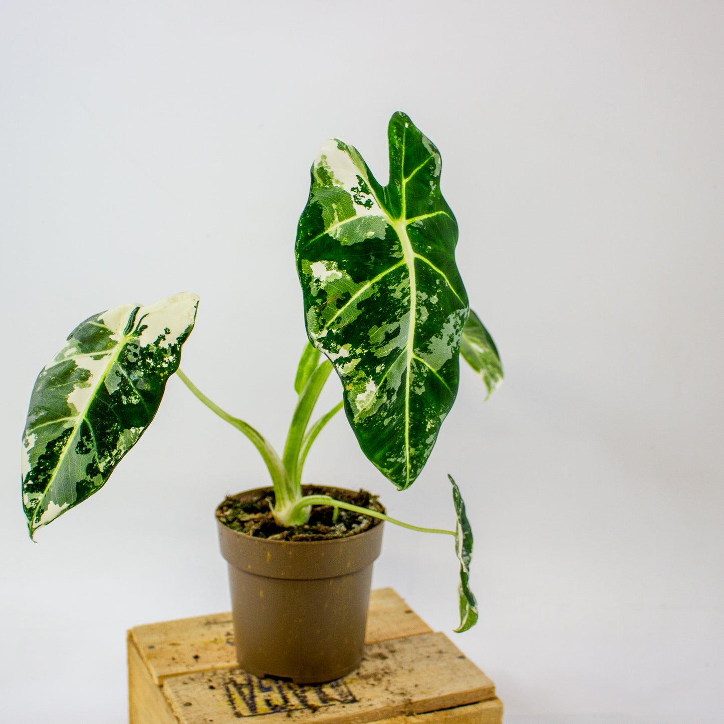 Alocasia micholitziana Frydek Variegata  11cm H25cm
