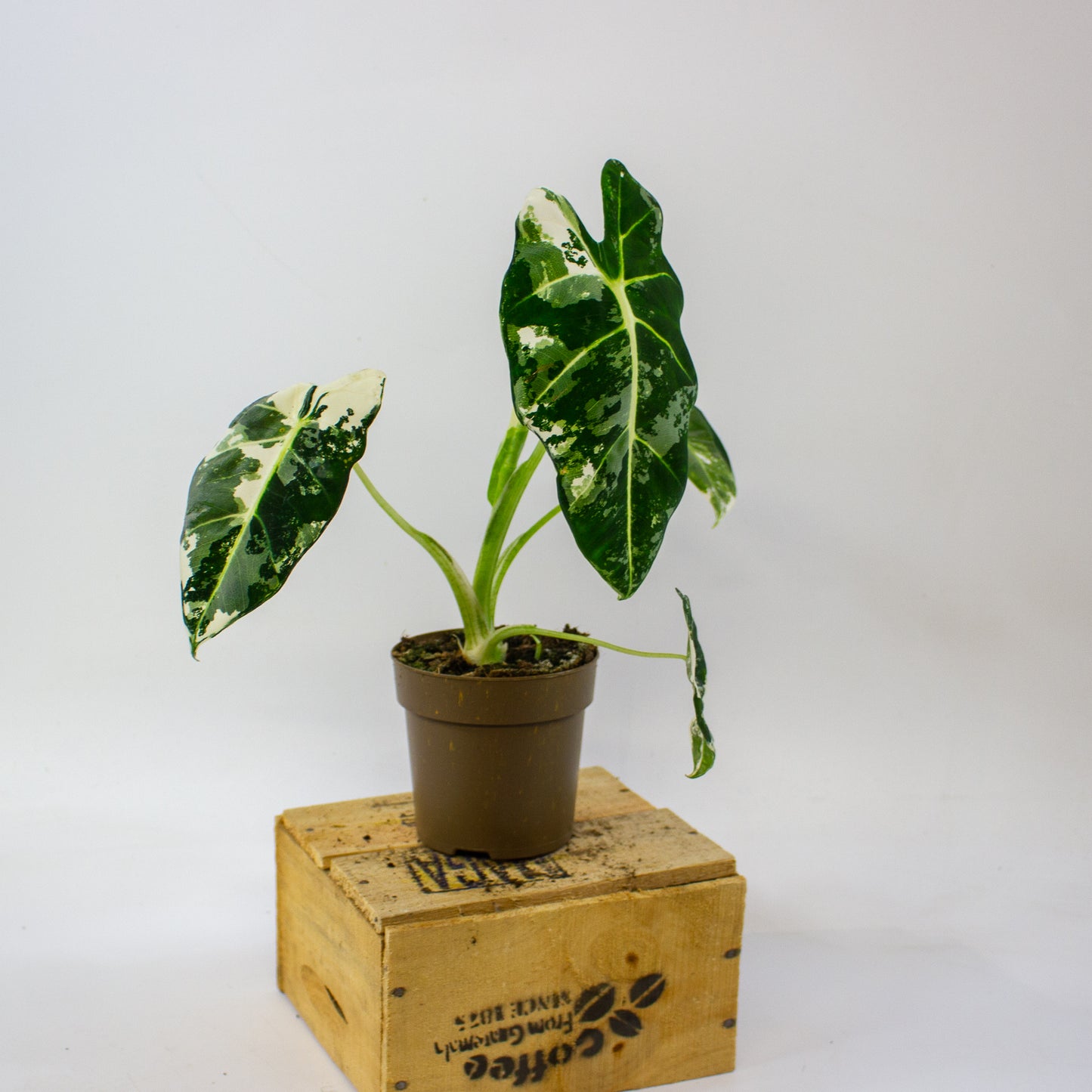 Alocasia micholitziana Frydek Variegata  11cm H25cm