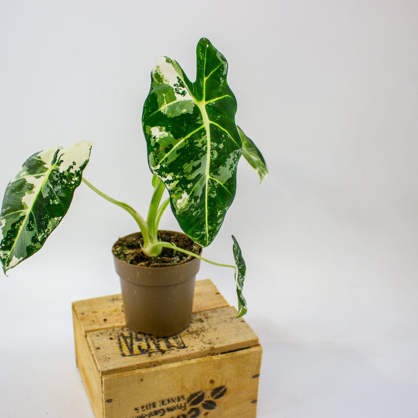 Alocasia micholitziana Frydek Variegata  11cm H25cm