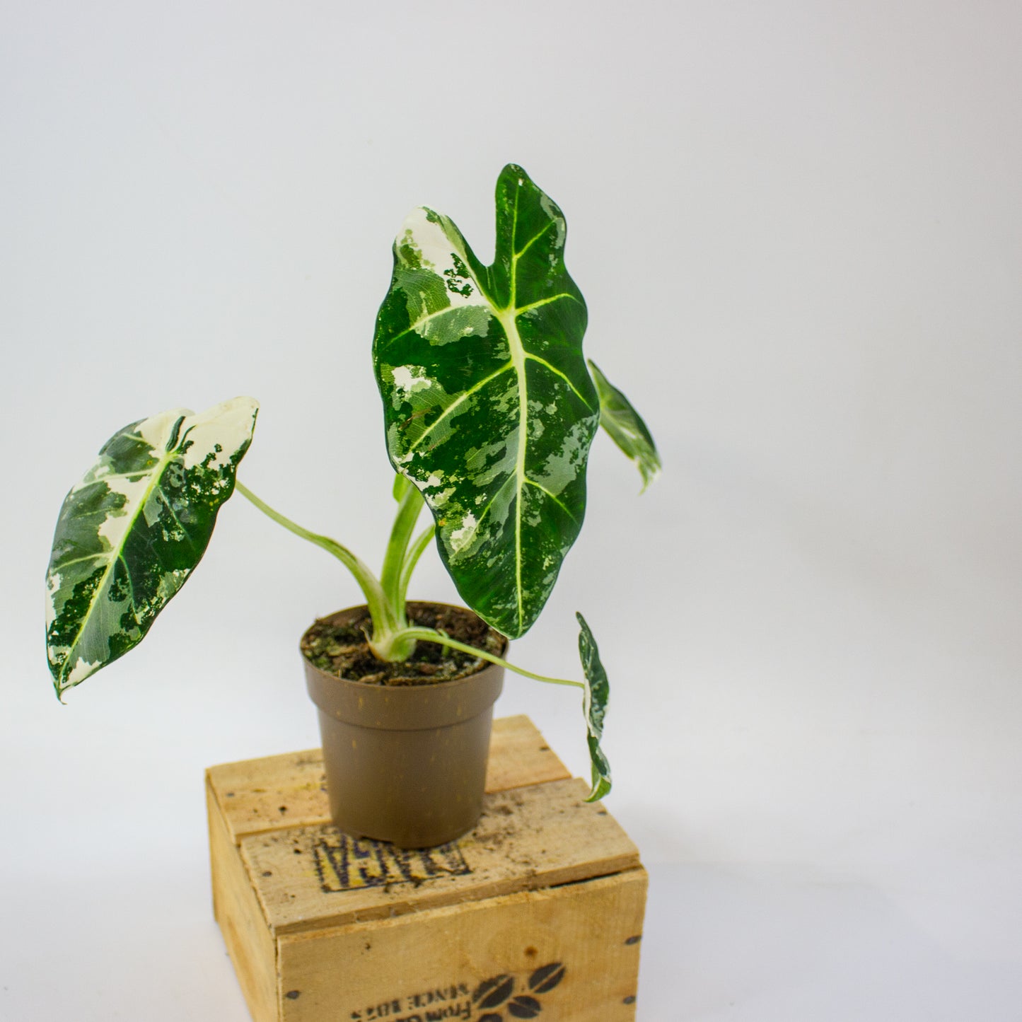Alocasia micholitziana Frydek Variegata  11cm H25cm