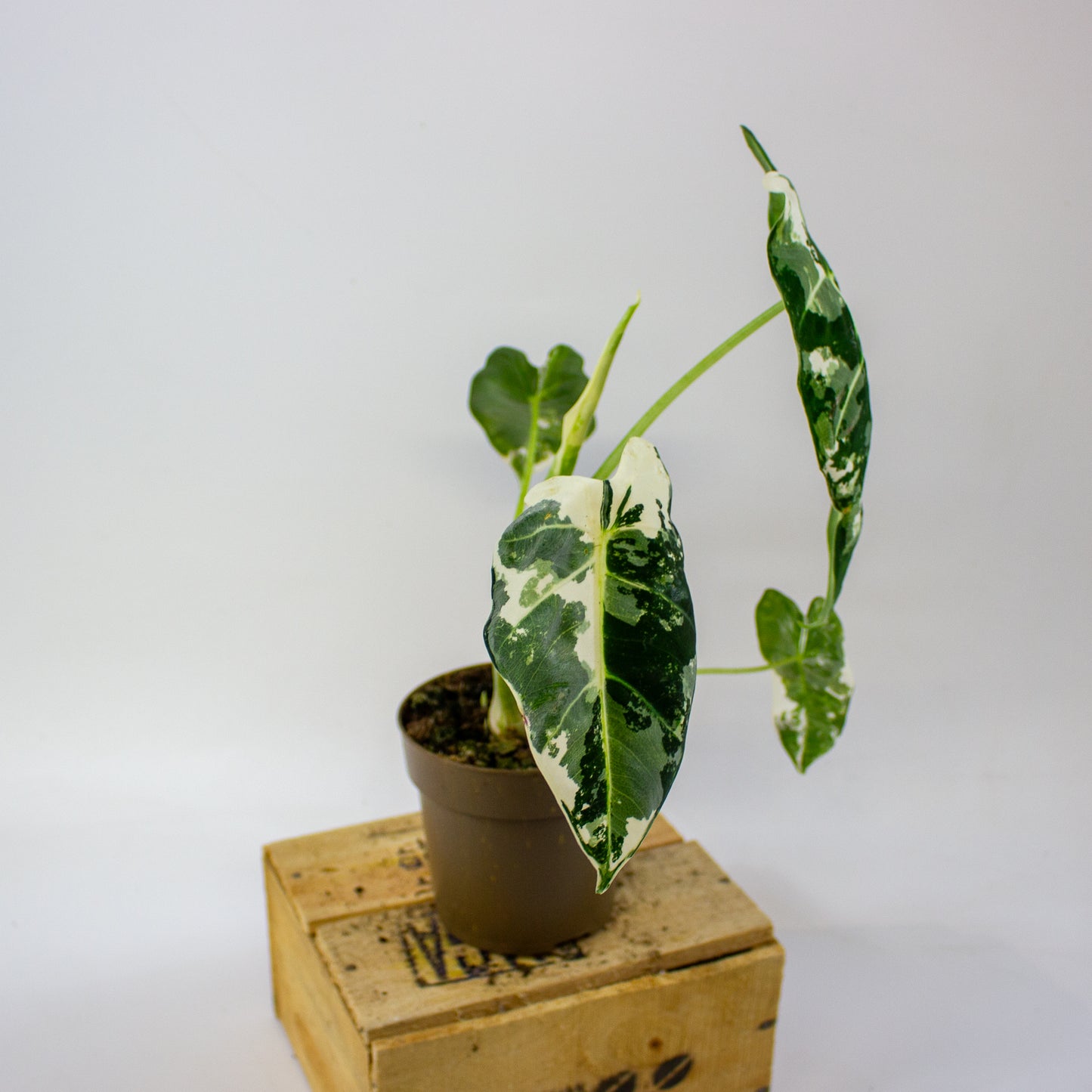 Alocasia micholitziana Frydek Variegata  11cm H25cm