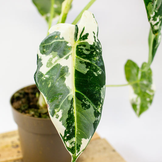 Alocasia micholitziana Frydek Variegata  11cm H25cm