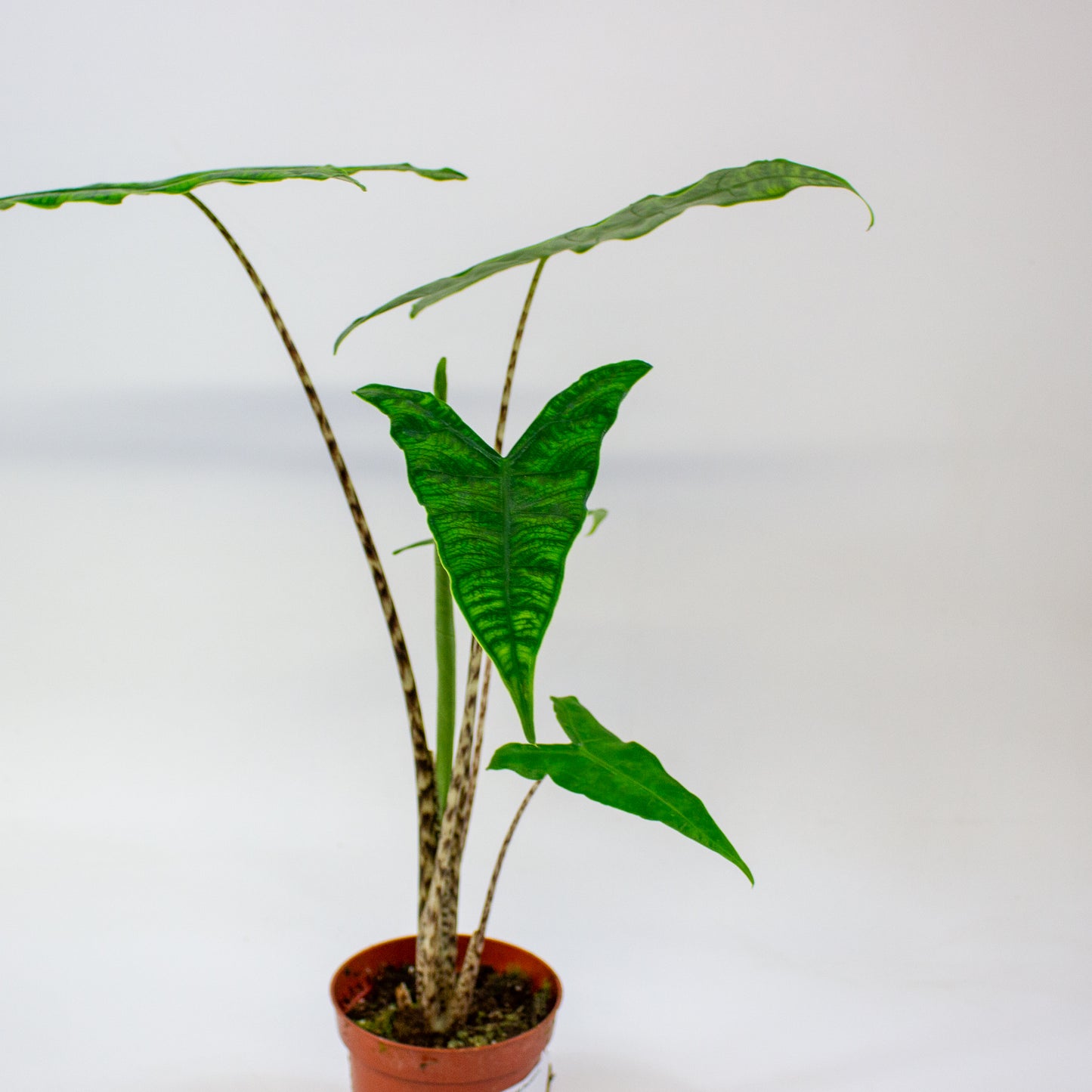 Alocasia zebrina Reticulata  10.5cm H15cm