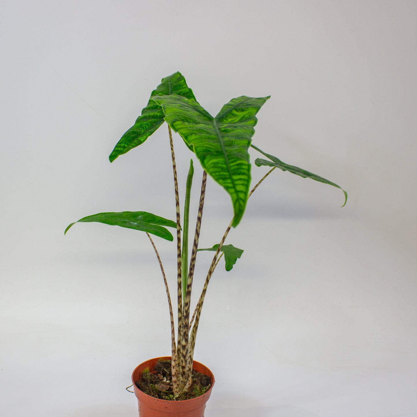 Alocasia zebrina Reticulata  10.5cm H15cm