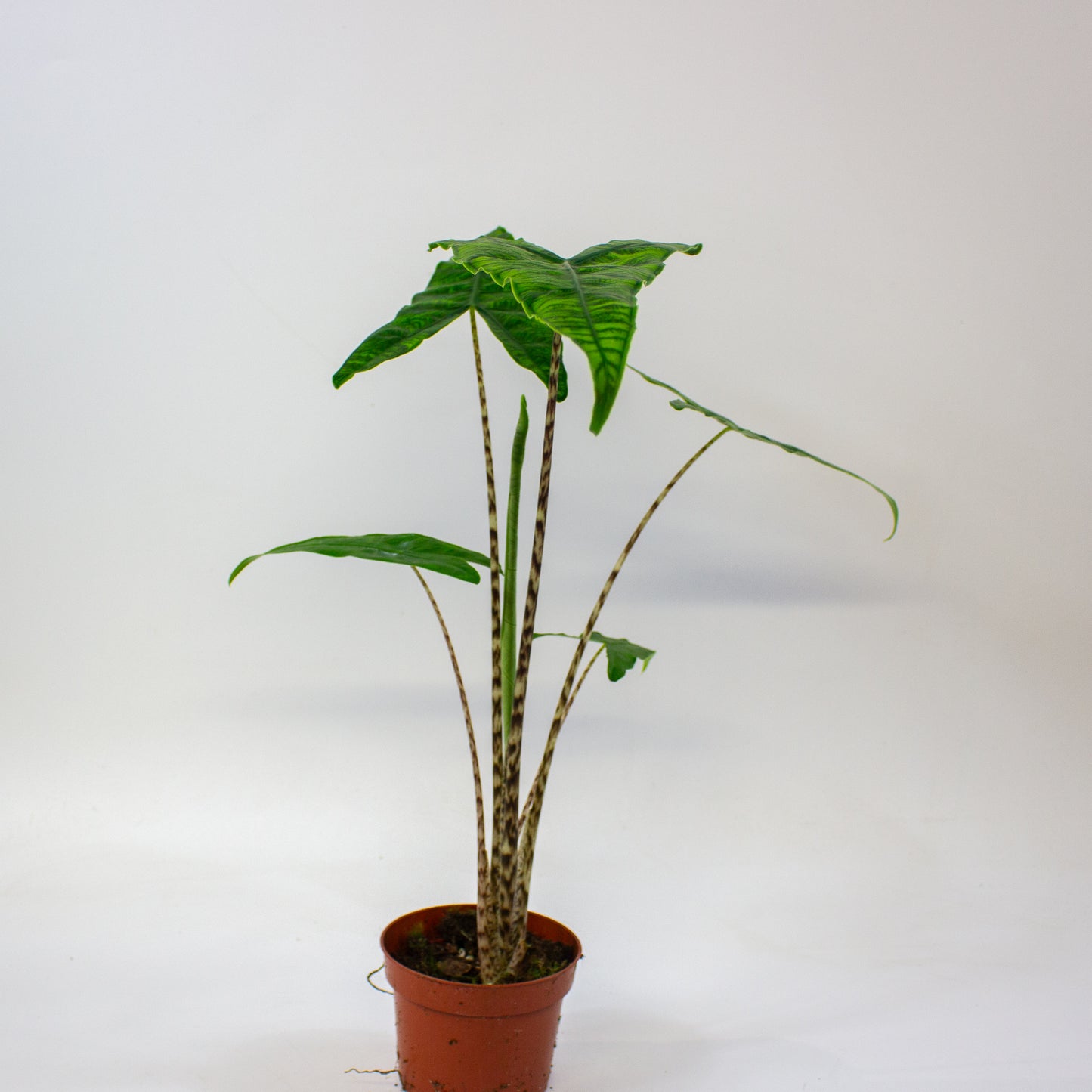 Alocasia zebrina Reticulata  10.5cm H15cm