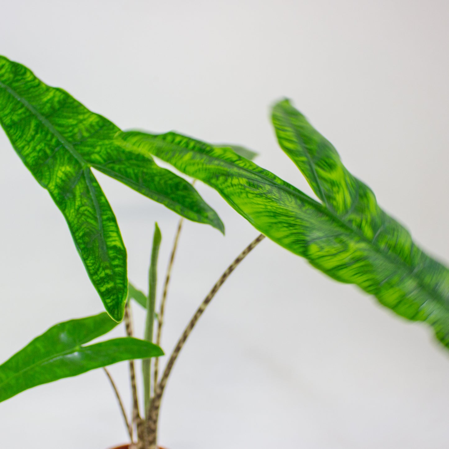 Alocasia zebrina Reticulata  10.5cm H15cm