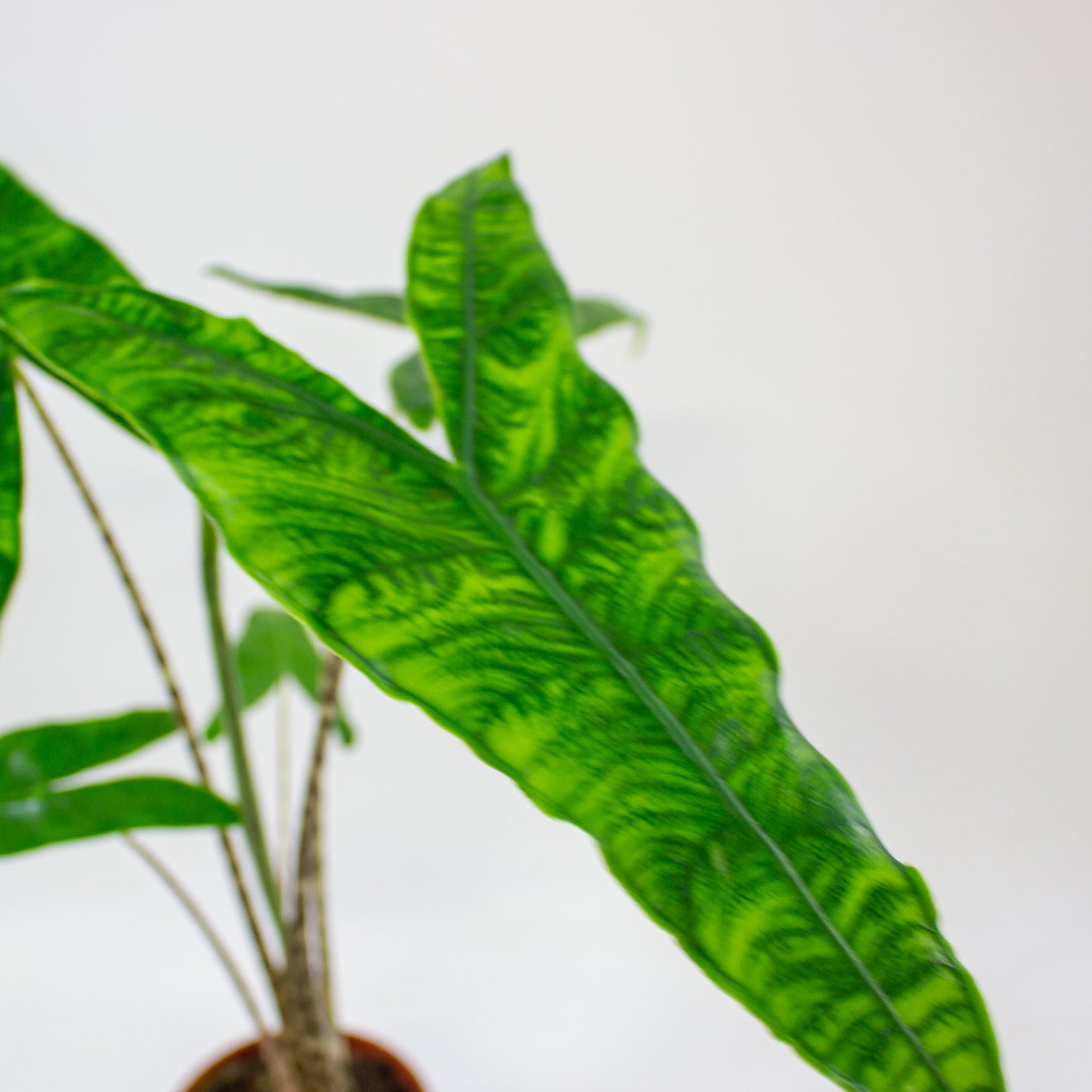Alocasia zebrina Reticulata  10.5cm H15cm