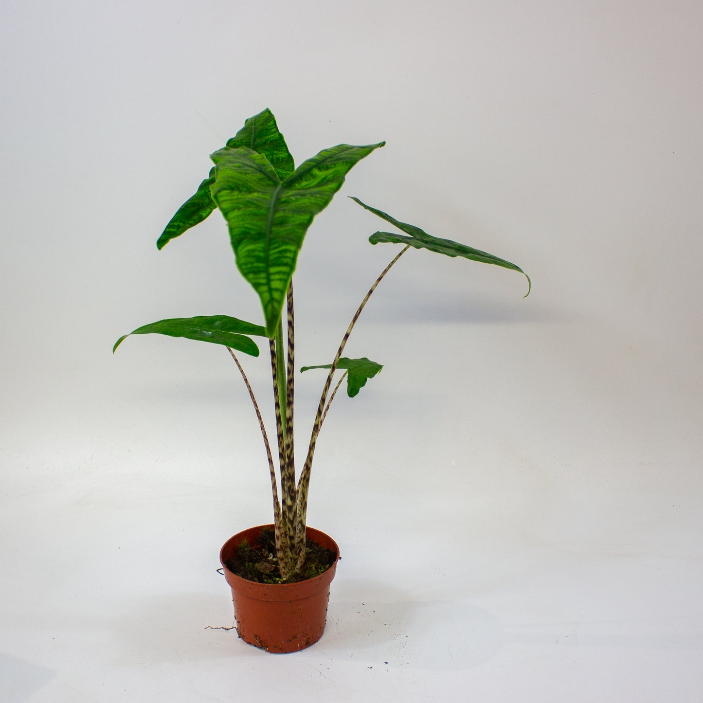 Alocasia zebrina Reticulata  10.5cm H15cm