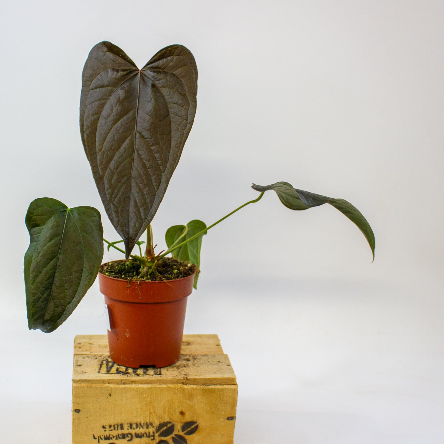 Anthurium Queen of Hearts  12cm H35cm