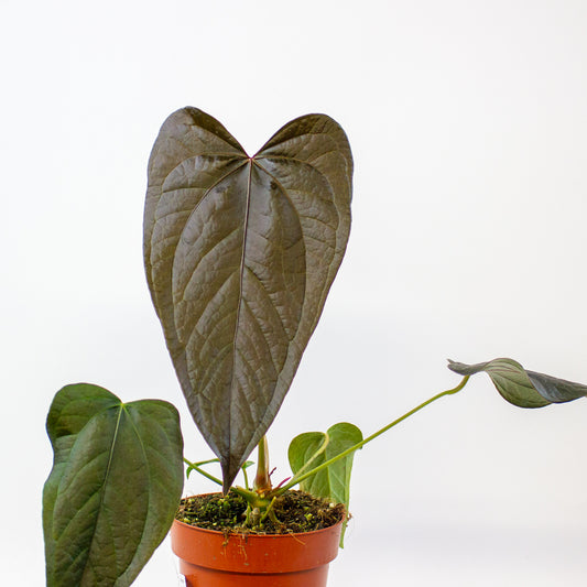 Anthurium Queen of Hearts  12cm H35cm