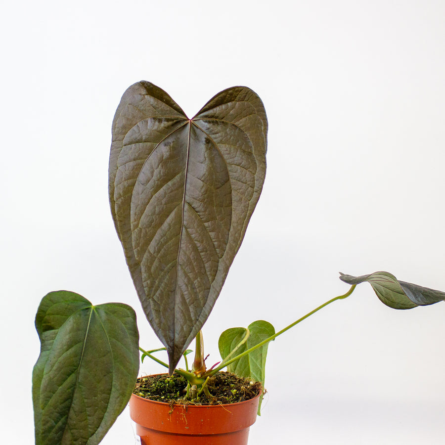 Anthurium queen of 'Hearts'