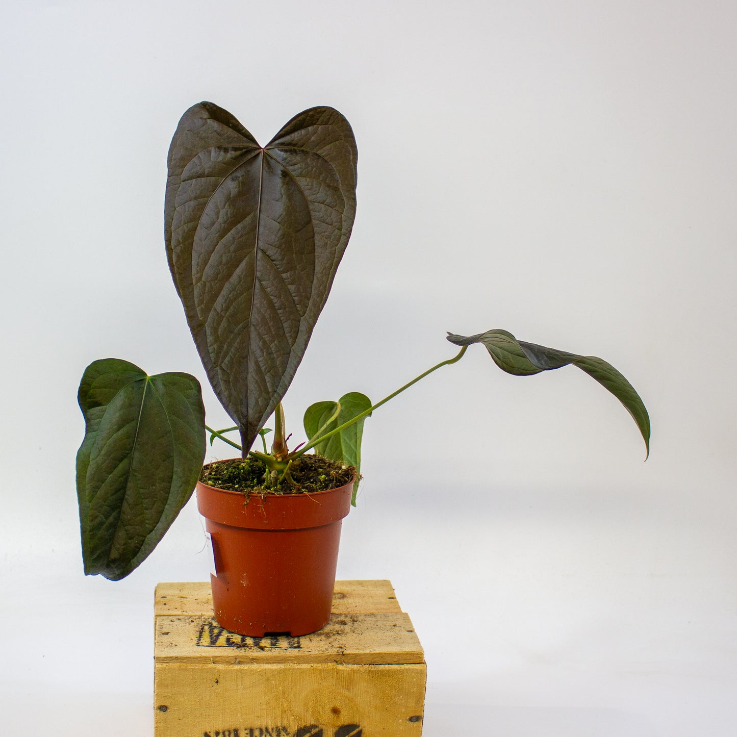 Anthurium Queen of Hearts  12cm H35cm