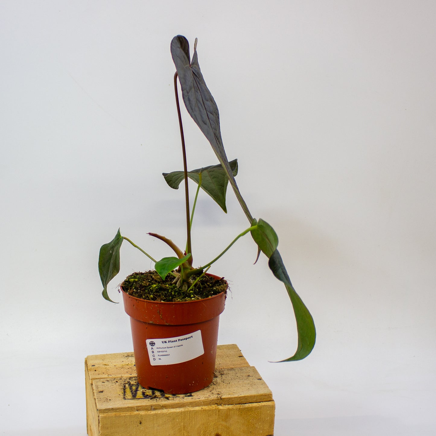 Anthurium Queen of Hearts  12cm H35cm