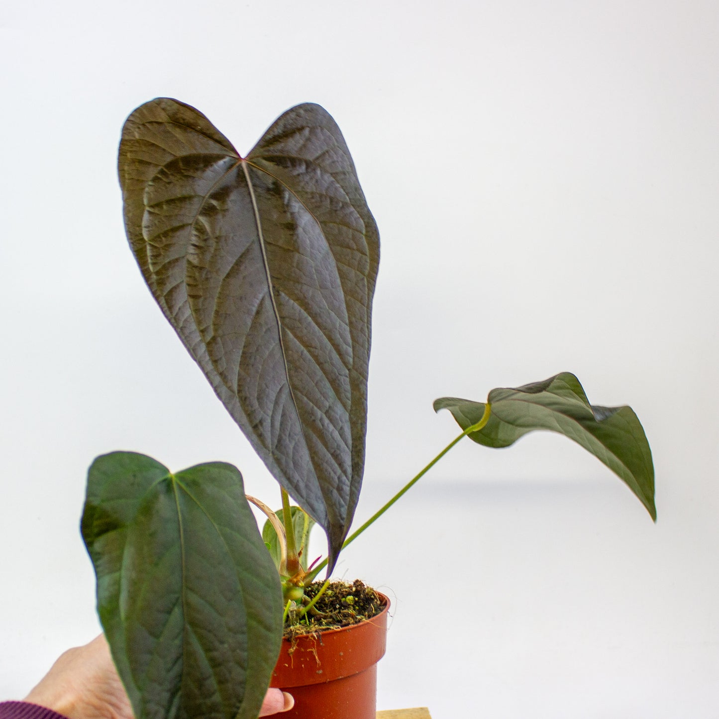 Anthurium Queen of Hearts  12cm H35cm