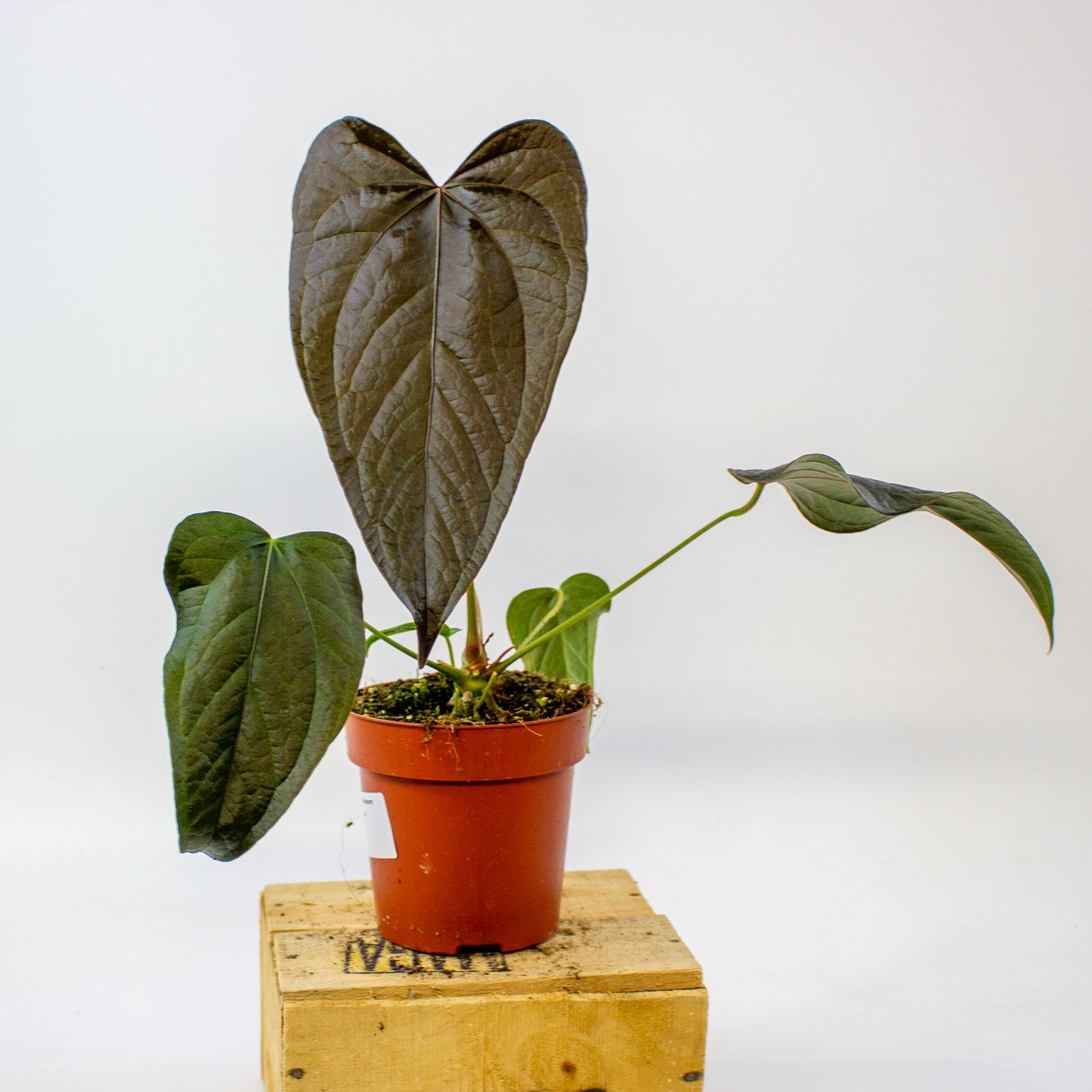 Anthurium Queen of Hearts  12cm H35cm