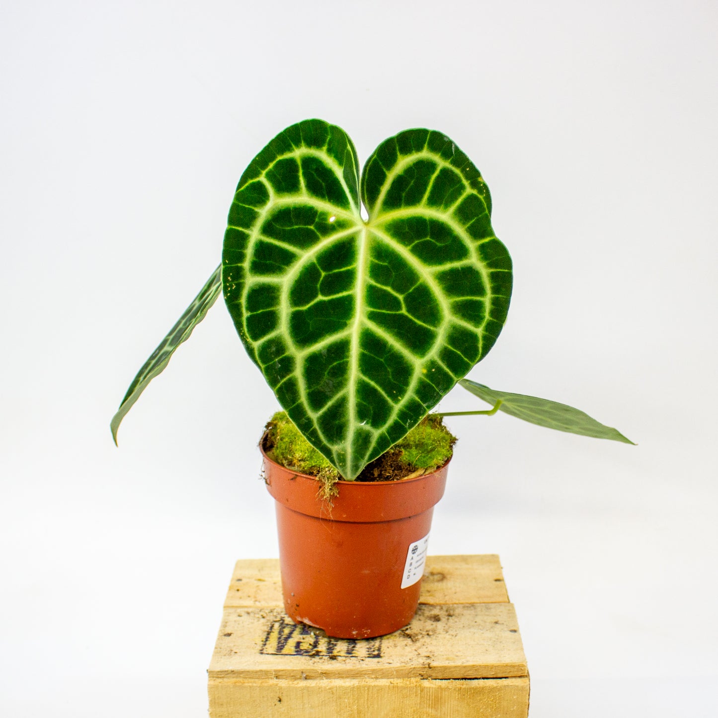 Anthurium clarinervium  12cm H35cm