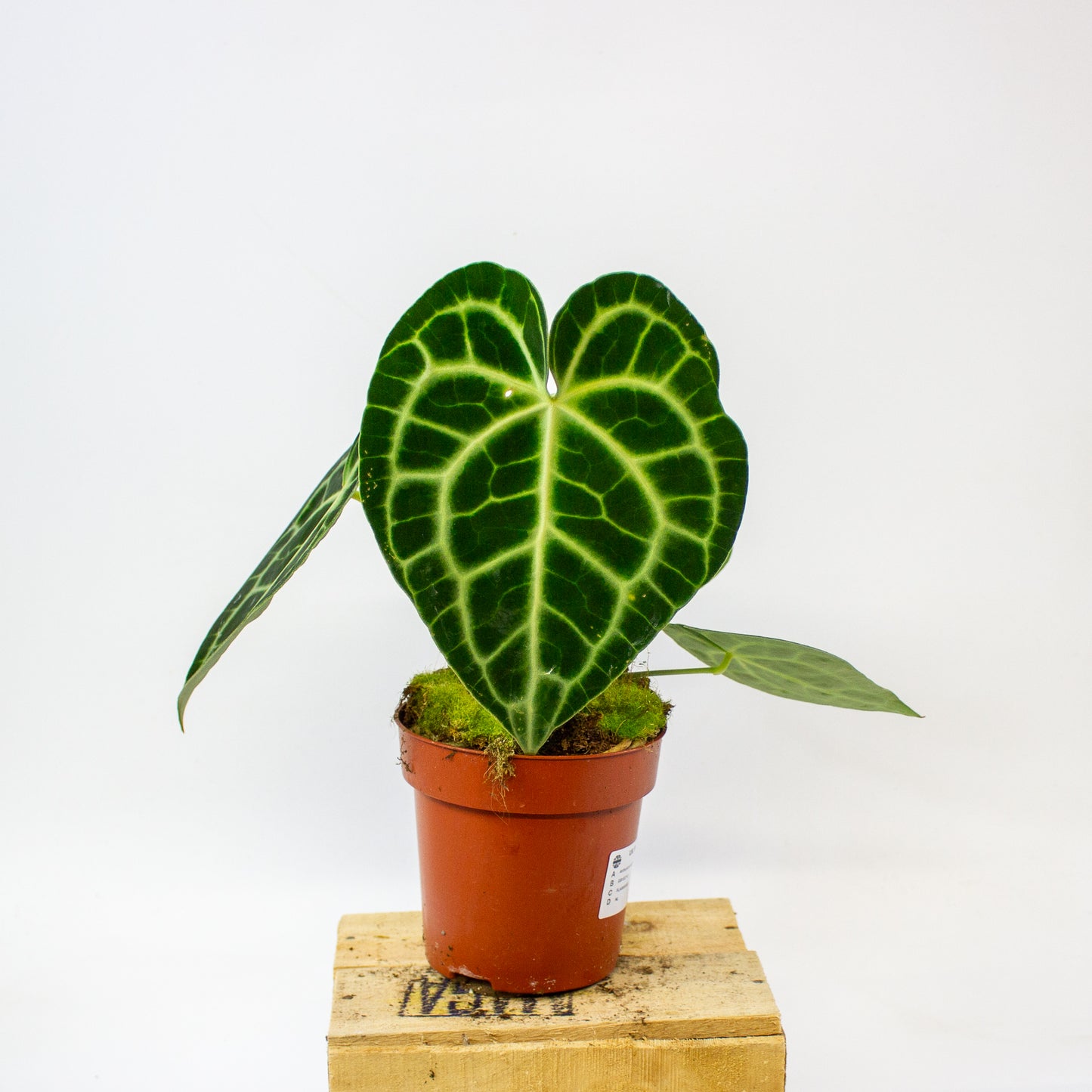 Anthurium clarinervium  12cm H35cm