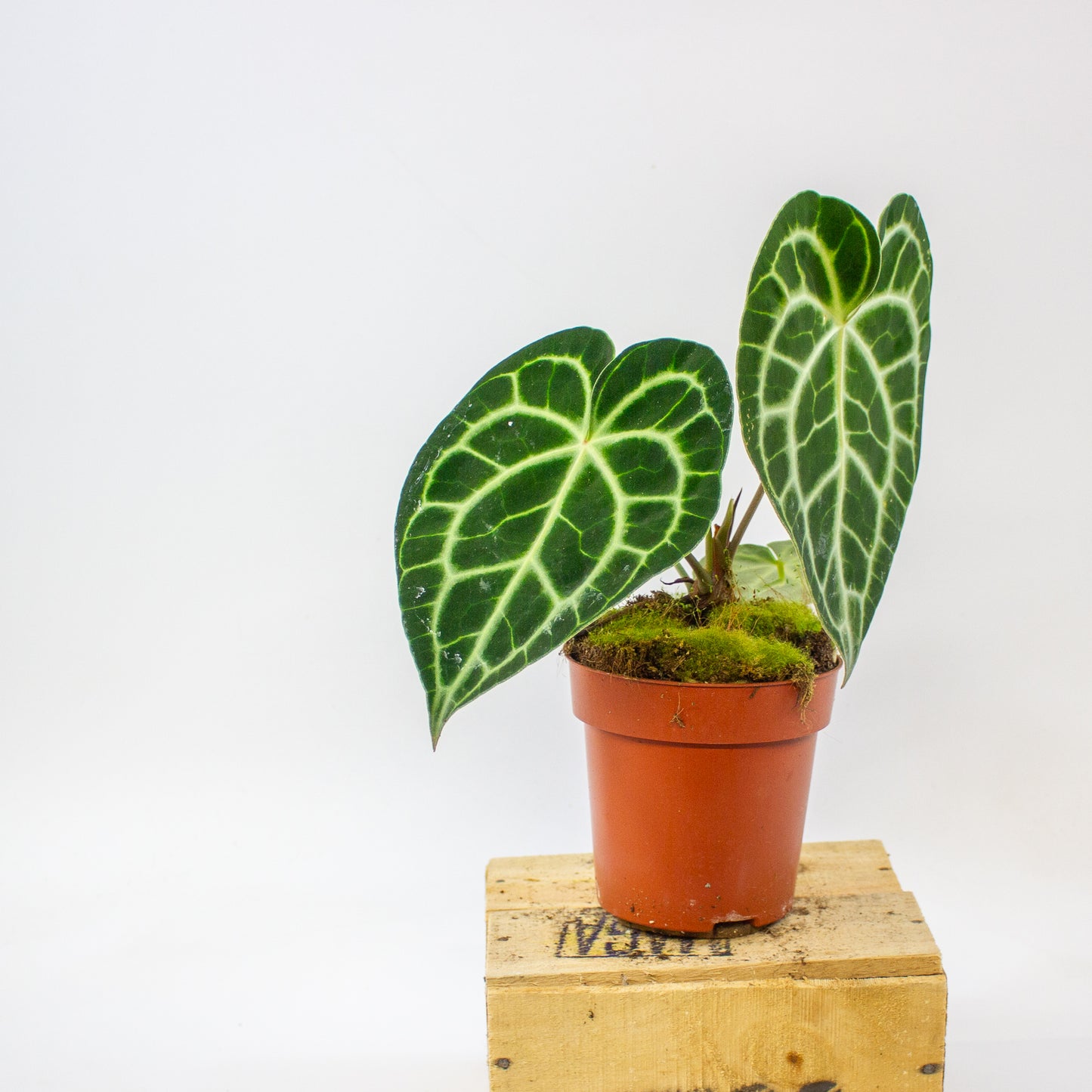 Anthurium clarinervium  12cm H35cm