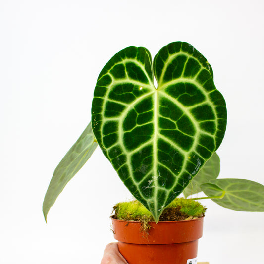 Anthurium clarinervium  12cm H35cm