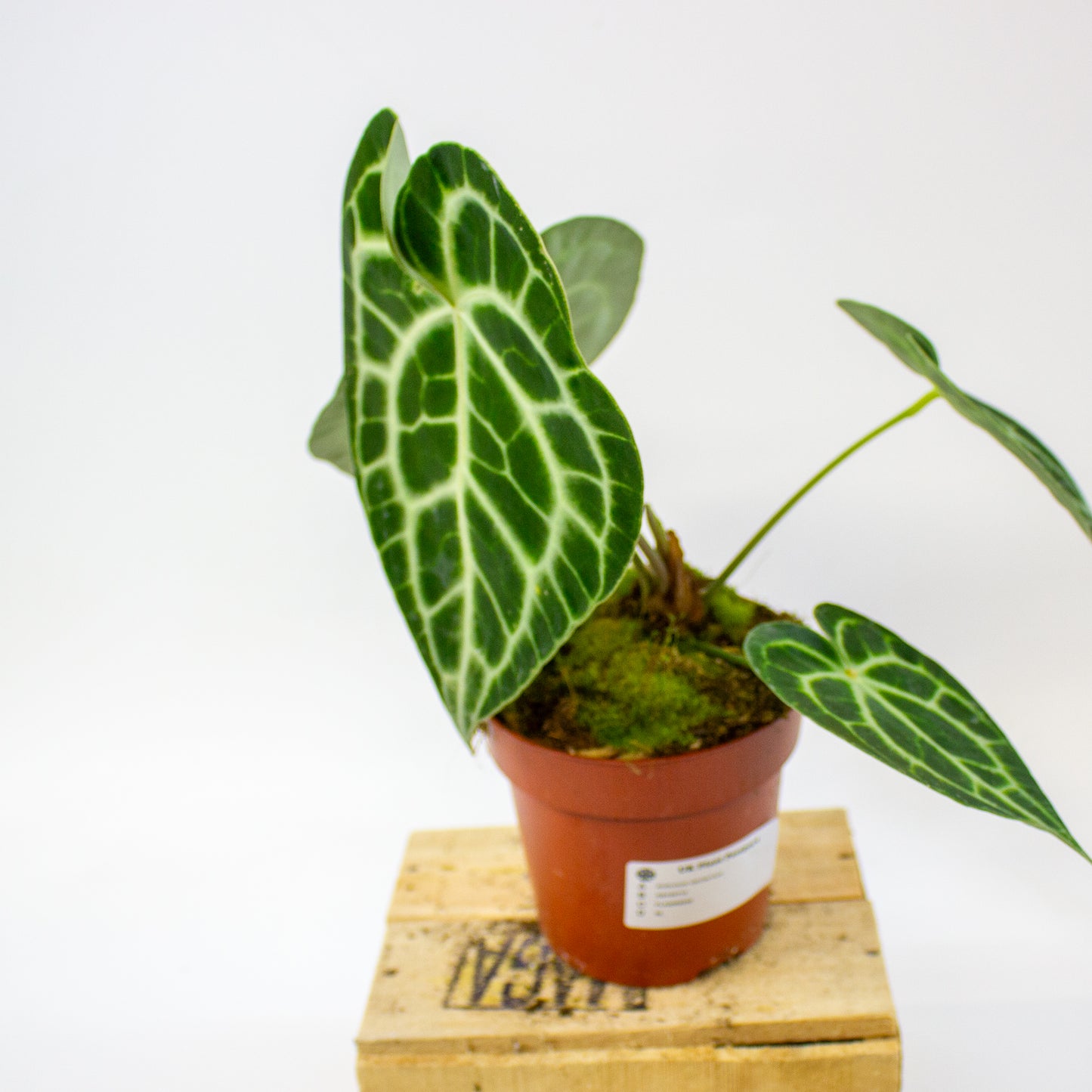 Anthurium clarinervium  12cm H35cm